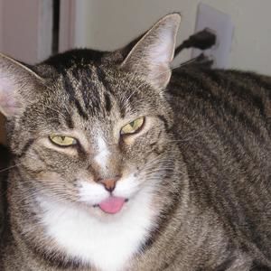 Meet your Posher, Rona